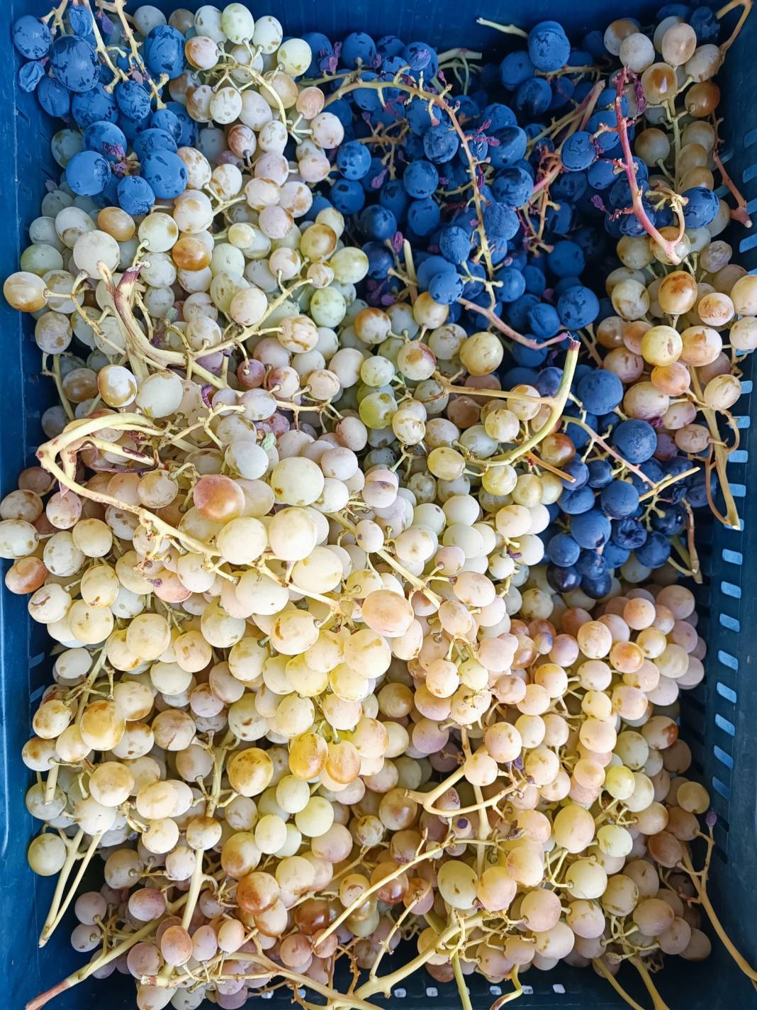 Konya’nın yüzde 100 yerli pazarı 33